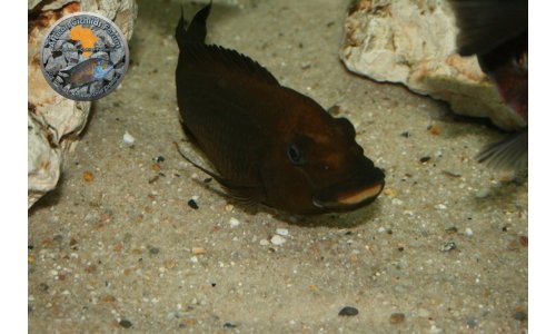 Petrochromis Tropheus Becken